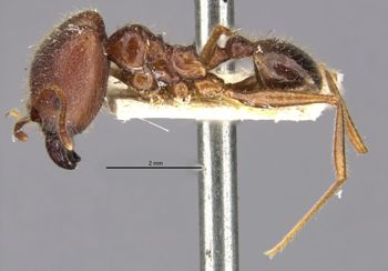 Media type: image;   Entomology 30789 Aspect: habitus lateral view